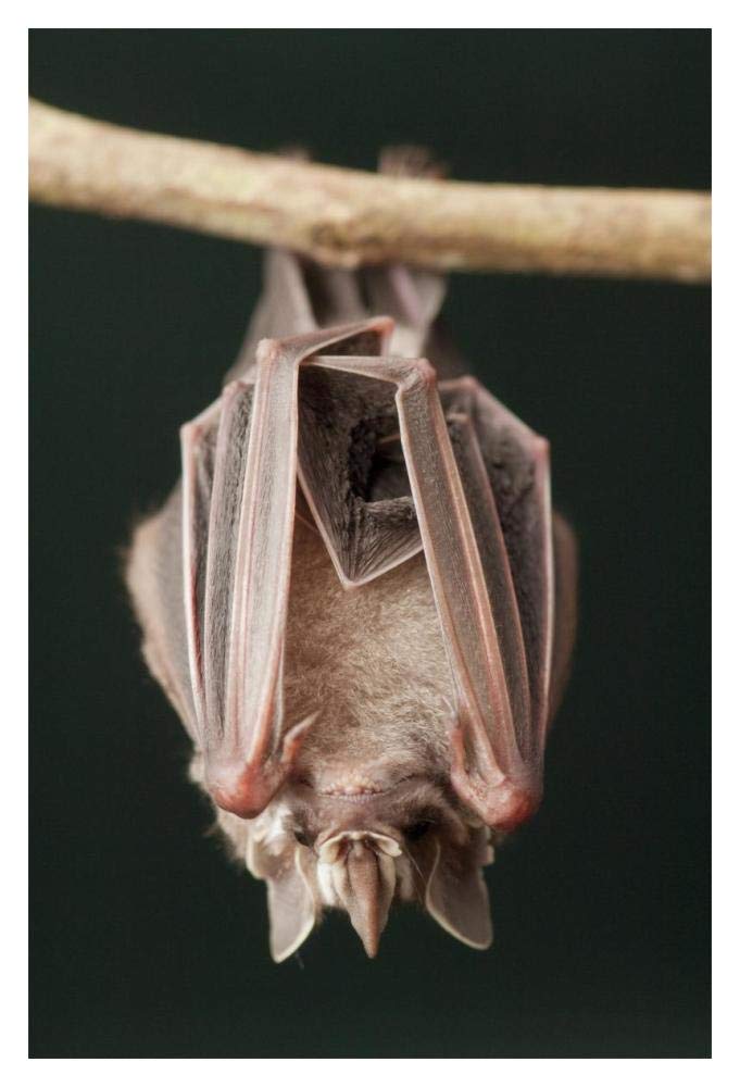 Leaf-nosed Bat, Amazon, Ecuador-Paper Art-14x20”
