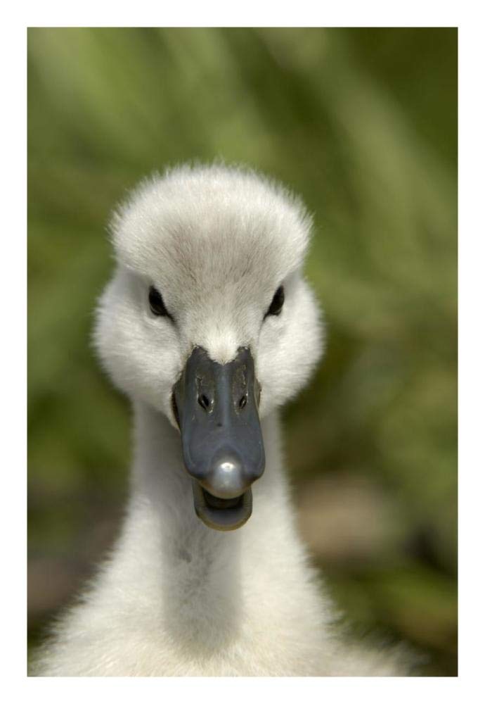 Mute Swan cygnet, head, Oxfordshire, England-Paper Art-18x26”