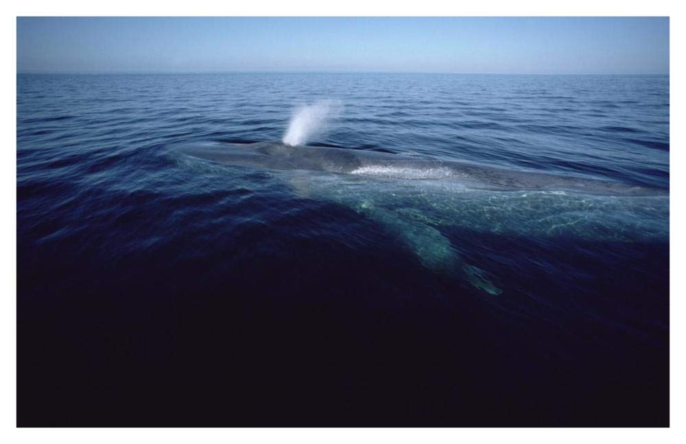 Blue Whale spouting, Sea of Cortez, Mexico-Paper Art-42x27.2”