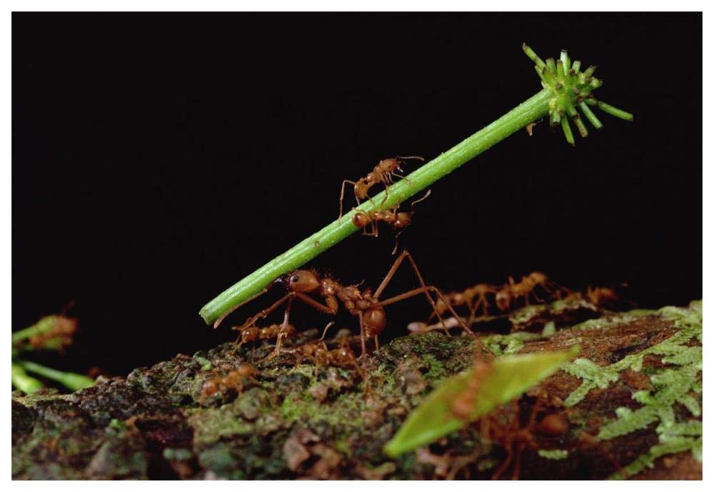 Leafcutter Ant workers carrying leaves to nest, French Guiana-Paper Art-62x42”