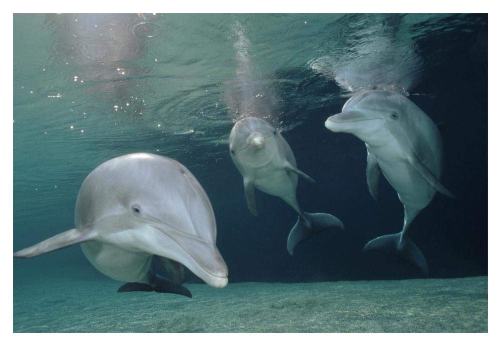 Bottlenose Dolphin underwater trio, Hawaii, captive animal-Paper Art-20x14”