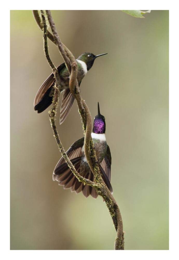 Amethyst-throated Sunangel males diplaying, Ecuador-Paper Art-18x26”
