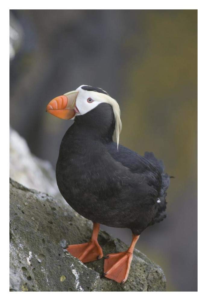 Tufted Puffin, Pribilof Islands, Alaska-Paper Art-22x32”