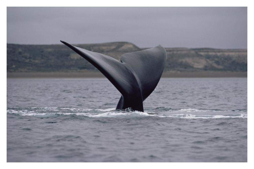 Southern Right Whale tail, Peninsula Valdez, Argentina-Paper Art-20x14”