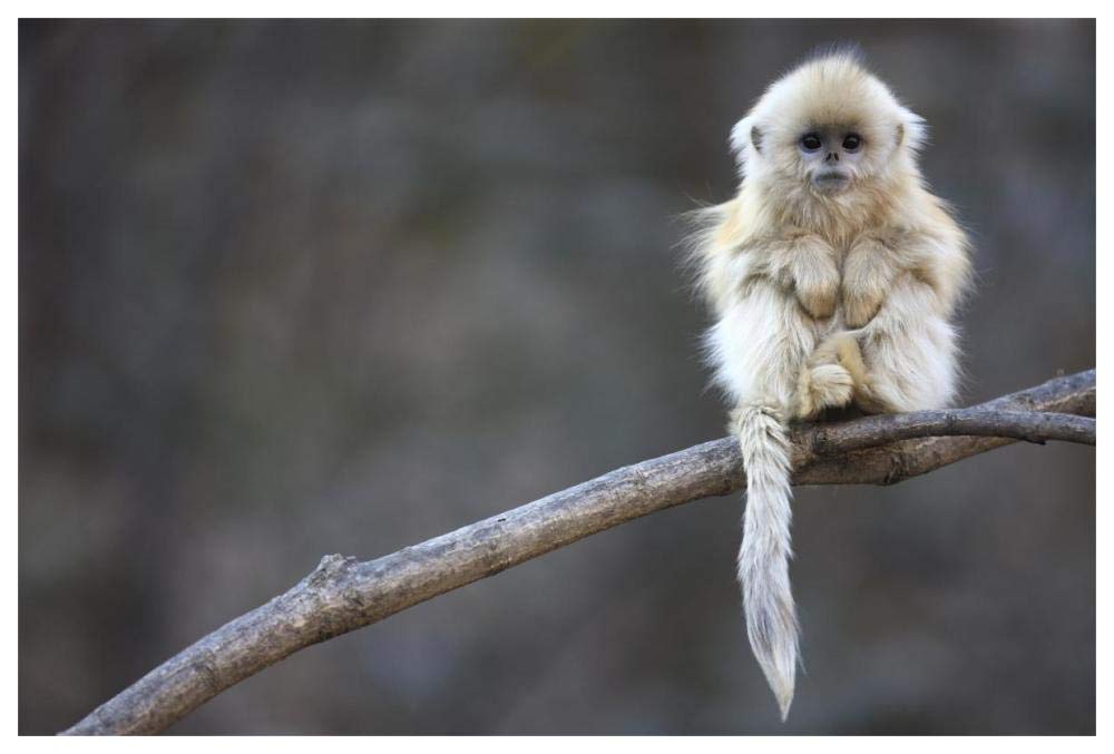 Golden Snub-nosed Monkey juvenile, Qinling Mountains, China-Paper Art-62x42”