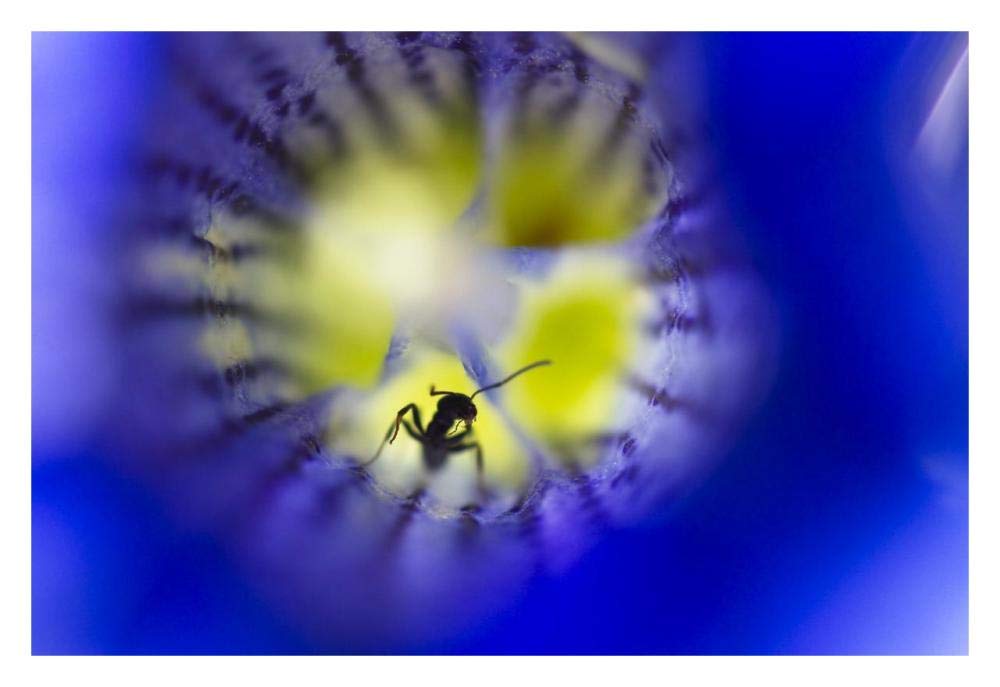 Stemless Gentian with Ant, Upper Bavaria, Germany-Paper Art-32x22”