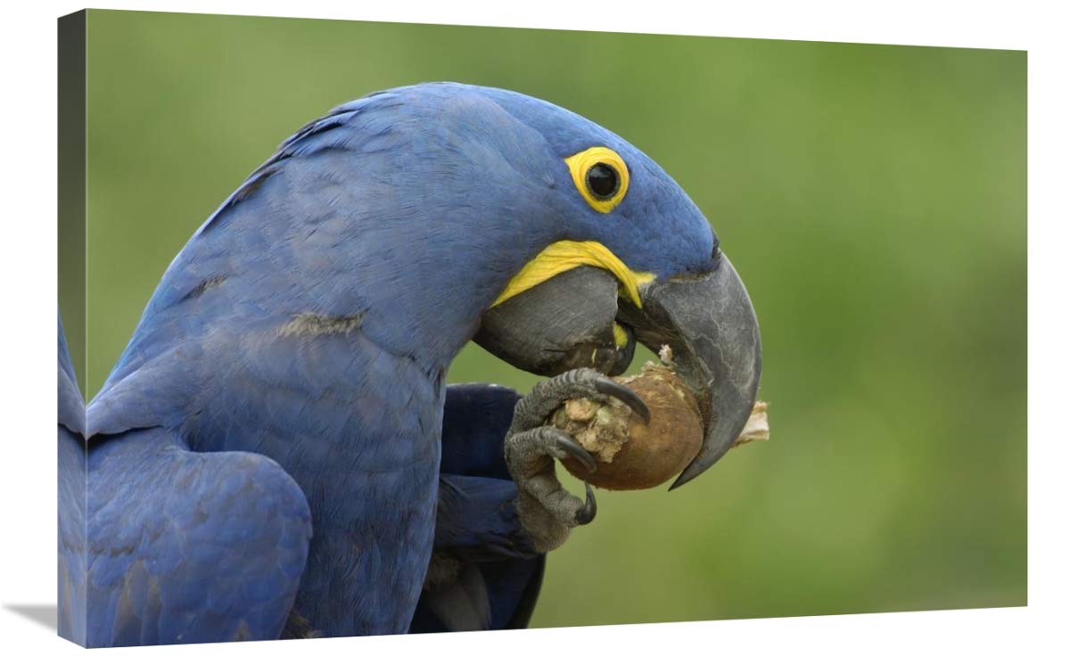 Hyacinth Macaw in Cerrado habitat eating Piassava Palm nuts, Brazil-Canvas Art-30x20”