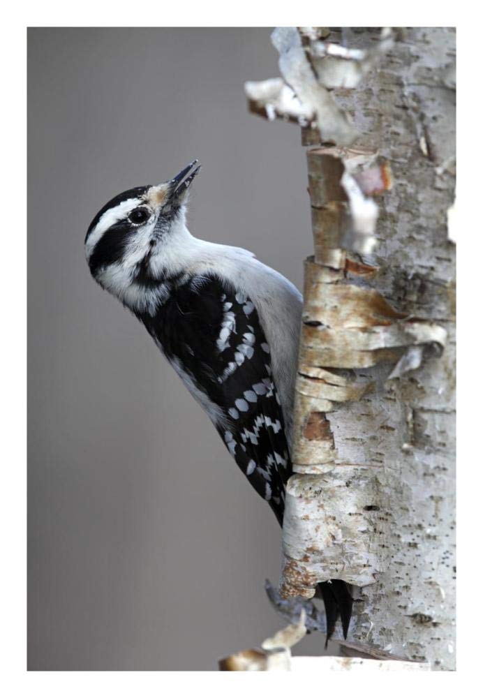 Downy Woodpecker, Canada-Paper Art-18x26”