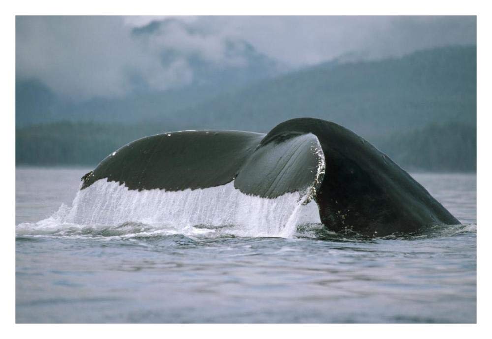 Humpback Whale tail, Alaska-Paper Art-32x22”