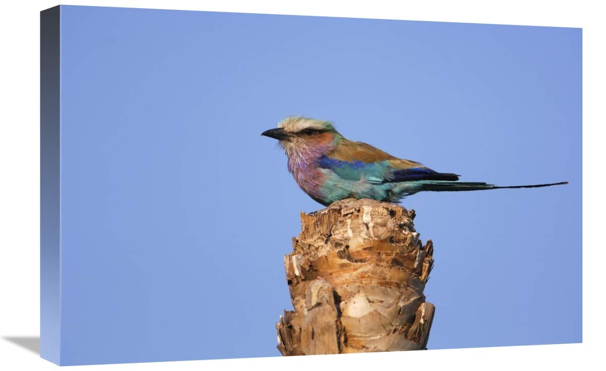 Lilac-breasted Roller perched atop a stump, Africa-Canvas Art-24x16”