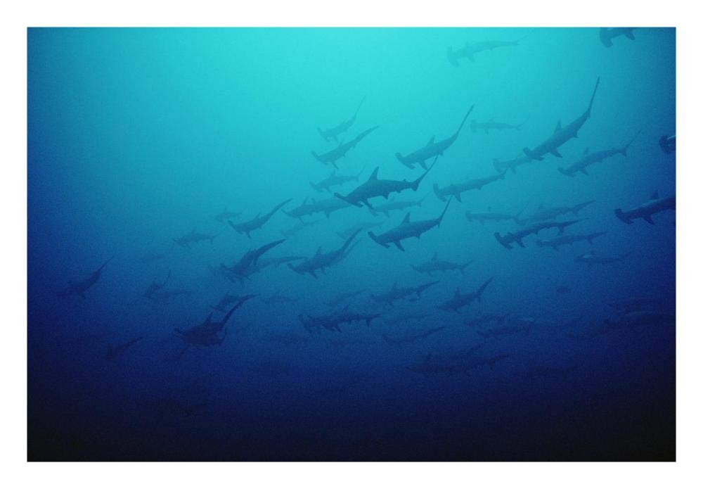 Scalloped Hammerhead Shark school, Cocos Island, Costa Rica-Paper Art-26x18”