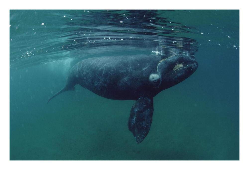 Southern Right Whale juvenile, underwater, Peninsula Valdez, Argentina-Paper Art-26x18”