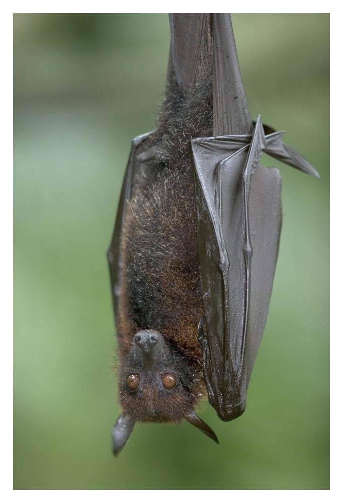 Flying Fox-Paper Art-14x20”