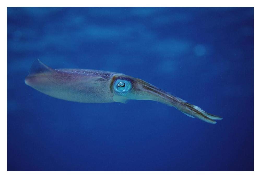 Squid portrait, Bonaire, Netherland Antilles-Paper Art-38x26”