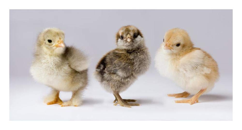 Domestic Chicken chicks showing genetic variation used to bring out traits that help poultry producers-Paper Art-26x14”