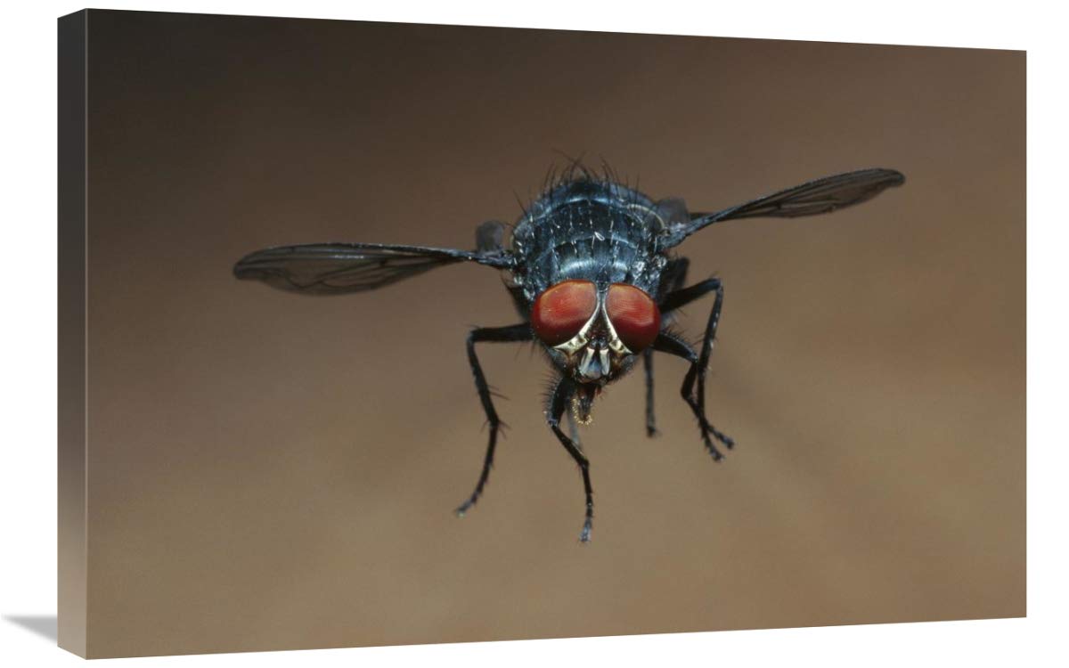 Blue Bottle Fly flying-Canvas Art-30x20”