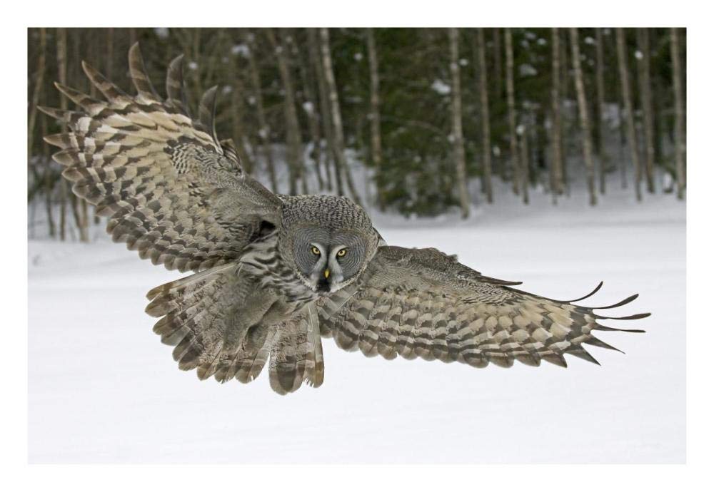 Great Grey Owl, Finland-Paper Art-26x18”