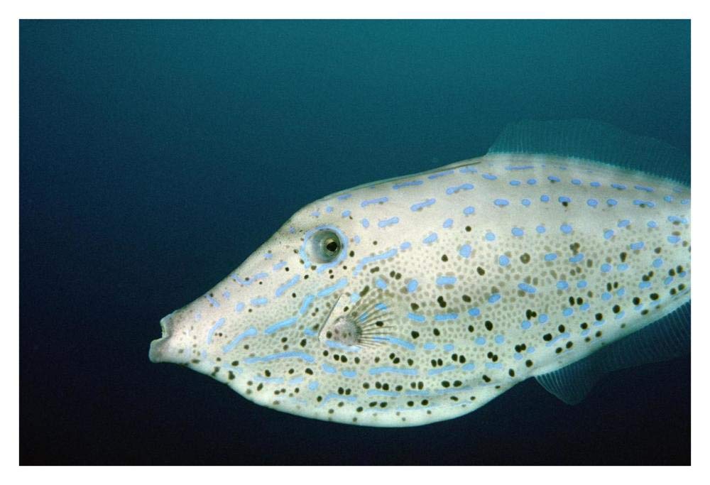 Scrawled Filefish portrait off of Cocos Island, Costa Rica-Paper Art-38x26”