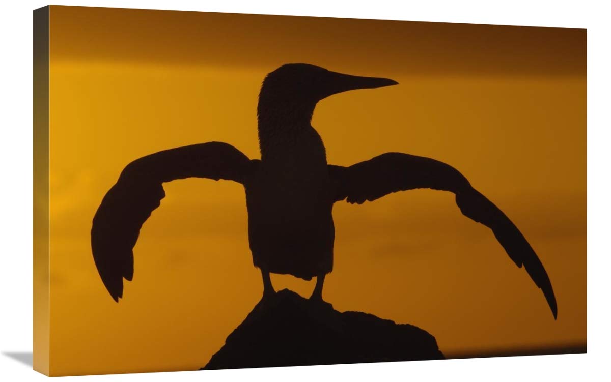 Blue-footed Booby stretching wings at sunset,  Galapagos Islands, Ecuador-Canvas Art-30x20”
