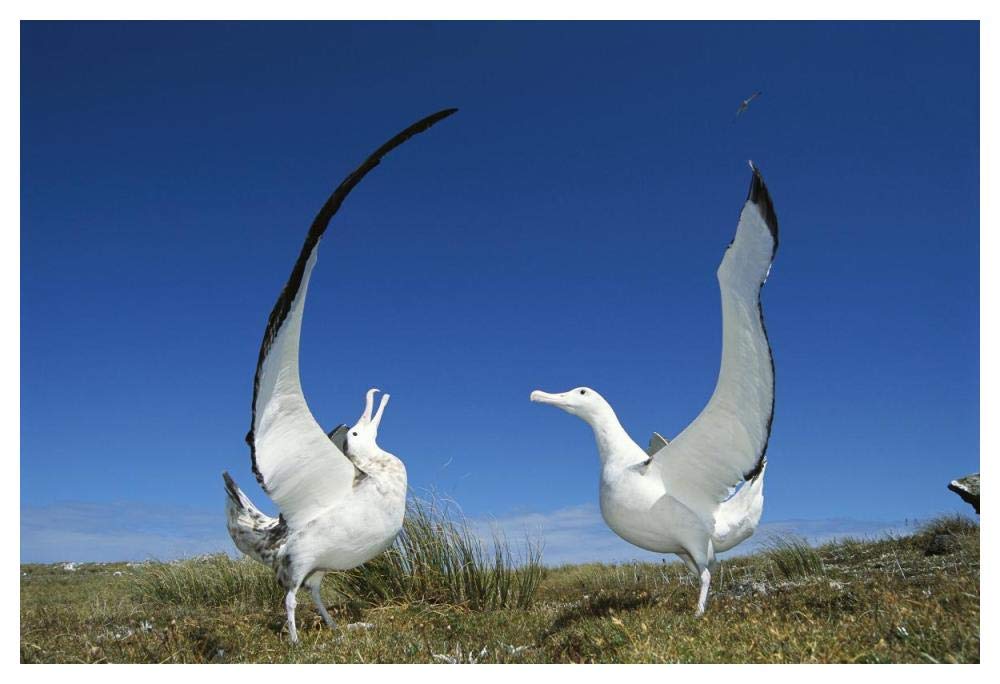 Gibsons Wandering Albatross courtship display, Adams Island, Aucklands Group, New Zealand-Paper Art-50x34”