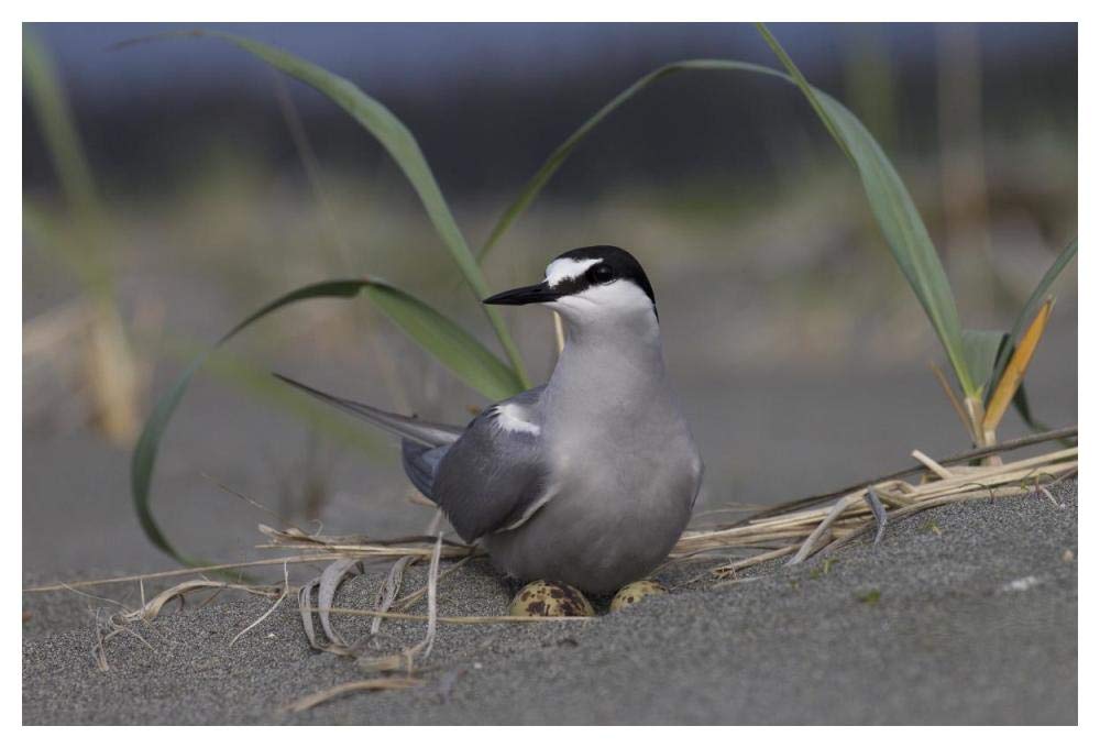Aleutian Tern on ground nest with single egg, Yakutat, Alaska-Paper Art-50x34”