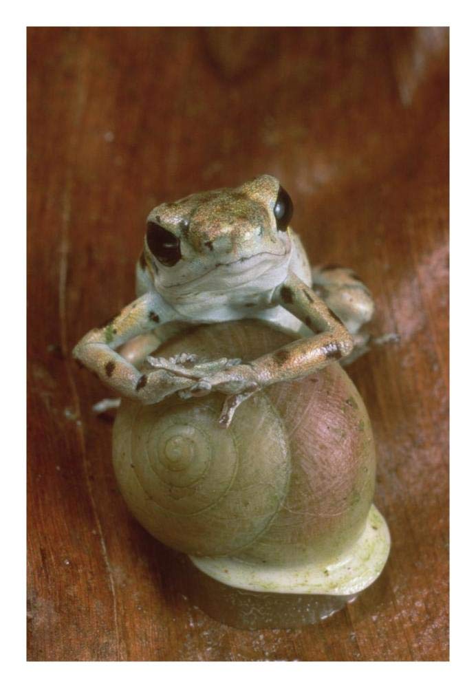 Strawberry Poison Dart Frog resting on snail, Panama-Paper Art-18x26”