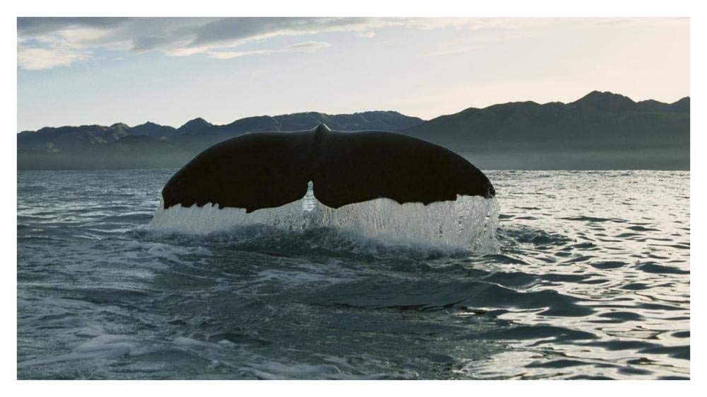 Sperm Whale diving, New Zealand-Paper Art-42x23.6”