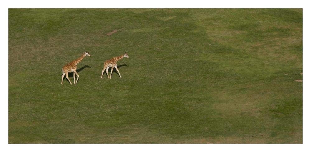 Rothschild Giraffe pair crossing grassland, native to Africa-Paper Art-38x18.56”