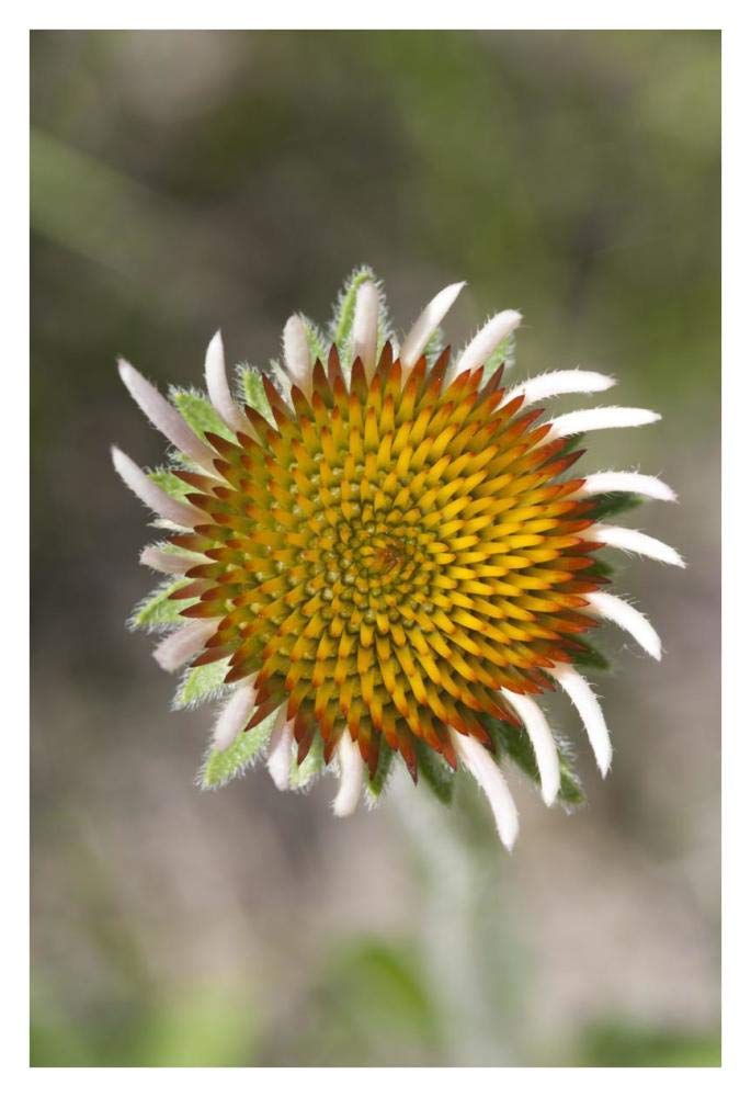 Blacksamson Echinacea flower growing petals, Spruce Woods Provincial Park, Manitoba, Canada-Paper Art-26x38”