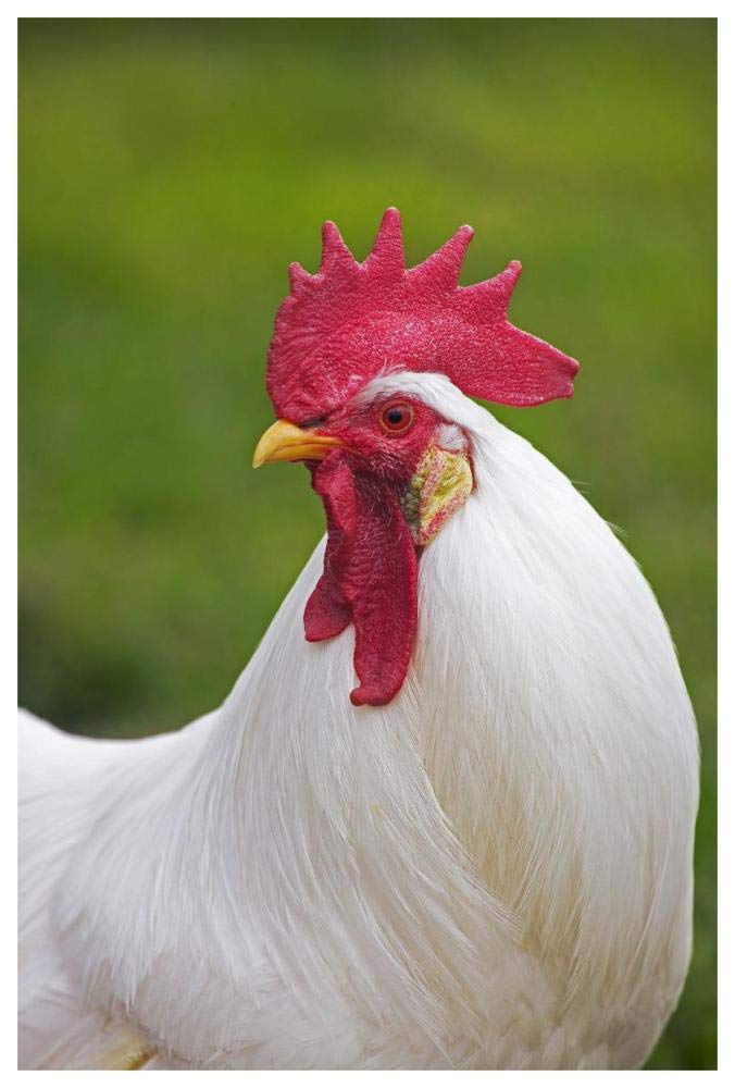 Domestic Chicken, White Leghorn, cockerel, close-up of head and neck, France-Paper Art-42x62”