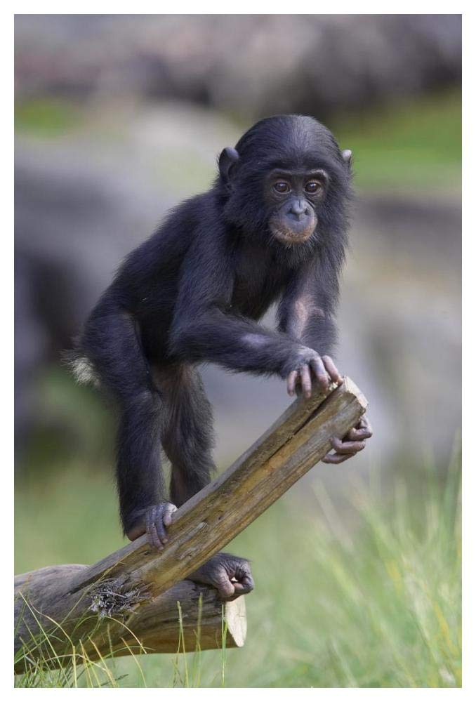 Bonobo baby on log, native to Africa-Paper Art-34x50”