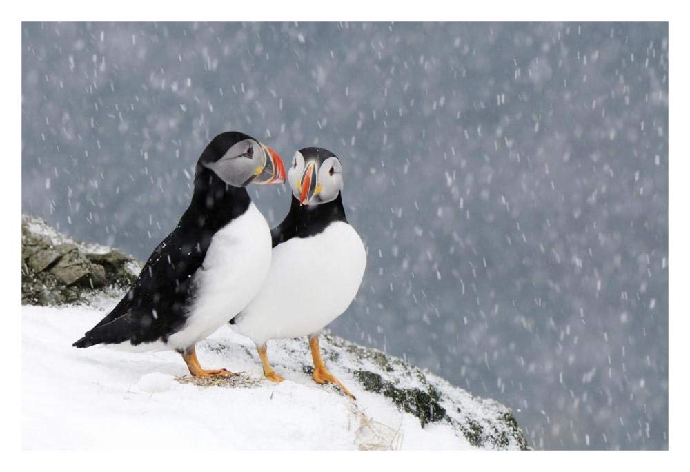 Two Atlantic Puffins, in snowfall, Hornoya, Varanger, Norway-Paper Art-32x22”