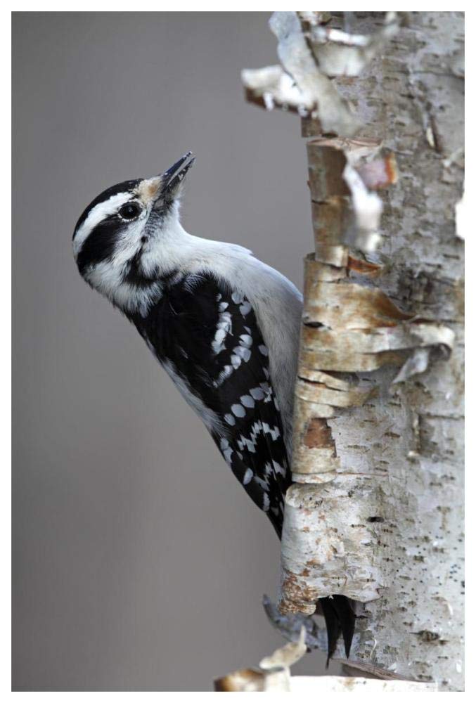 Downy Woodpecker, Canada-Paper Art-42x62”