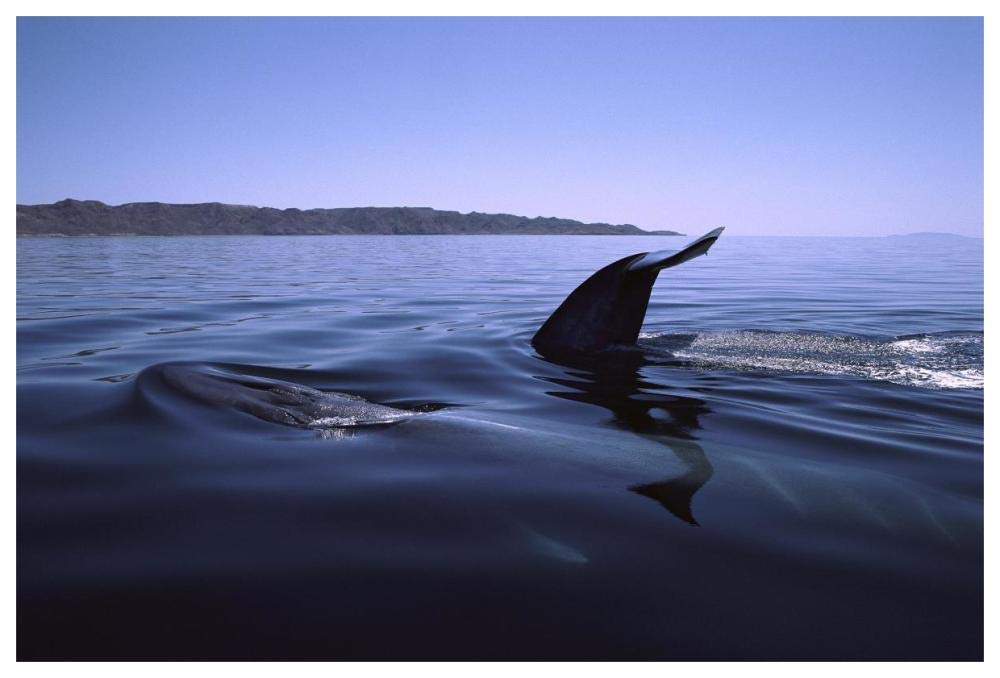 Fin Whale pair surfacing, Sea of Cortez, Mexico-Paper Art-62x42”