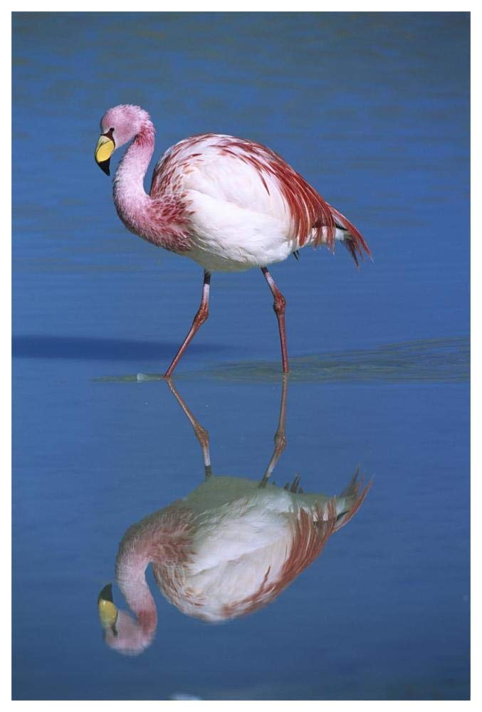Puna Flamingo wading, Laguna Colorada, Bolivia-Paper Art-42x62”