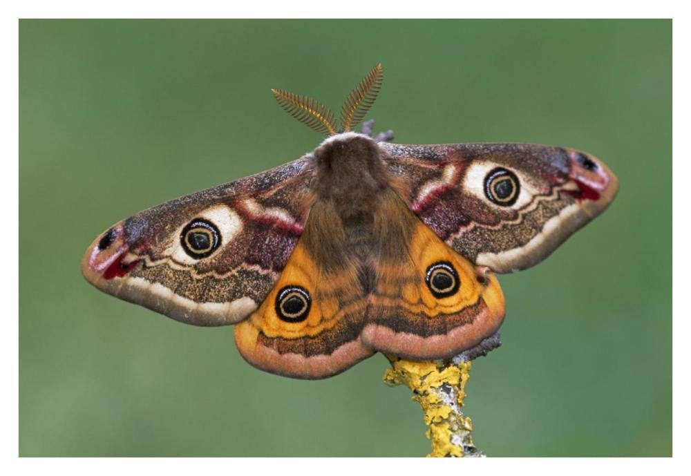 Emperor Moth, Switzerland-Paper Art-38x26”