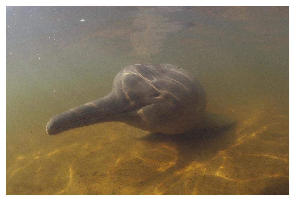 Amazon River Dolphin, underwater portrait, Brazil-Paper Art-50x34”
