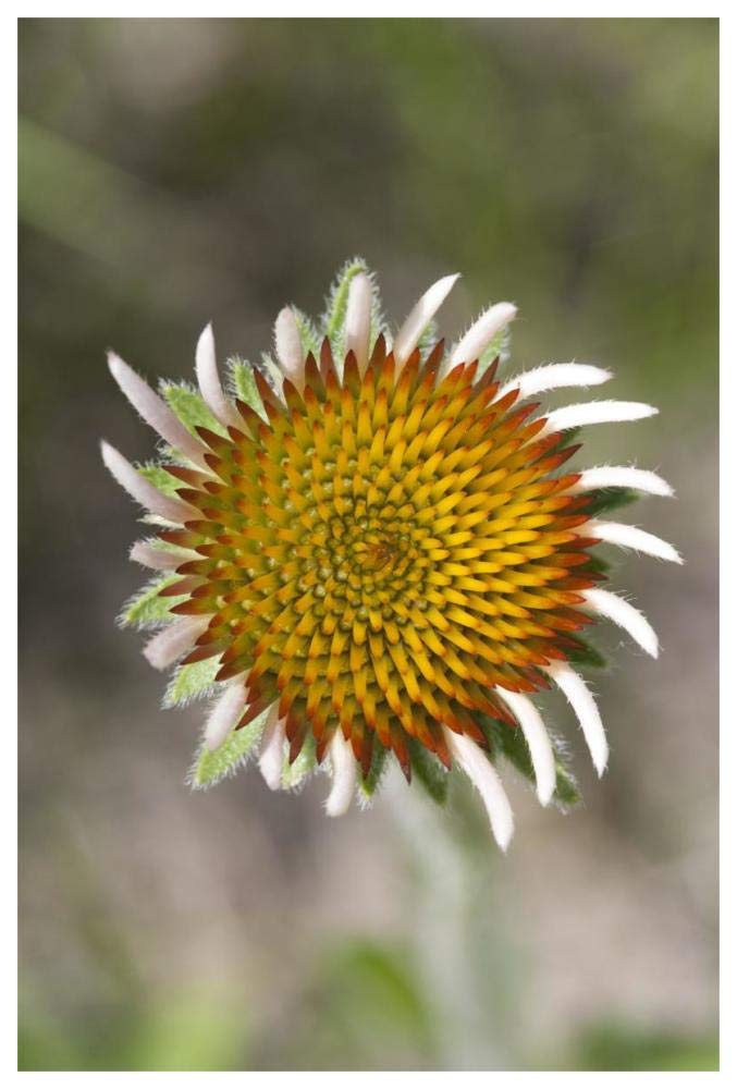 Blacksamson Echinacea flower growing petals, Spruce Woods Provincial Park, Manitoba, Canada-Paper Art-42x62”
