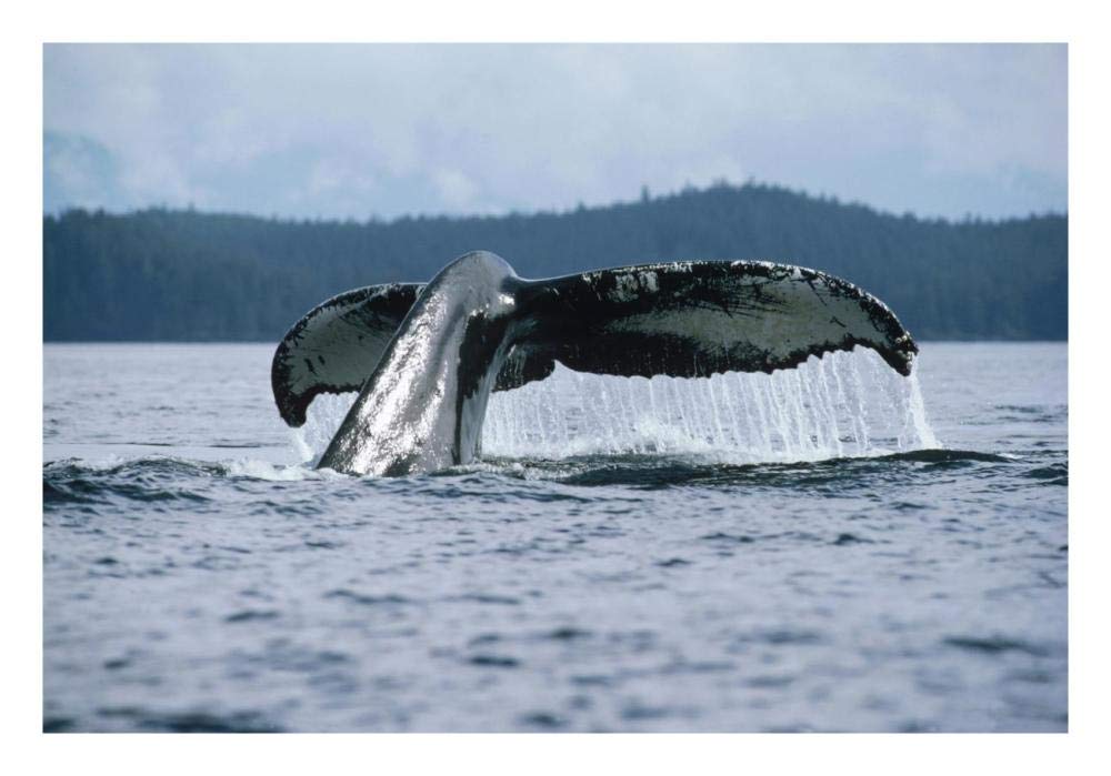 Humpback Whale tail, Alaska-Paper Art-26x18”