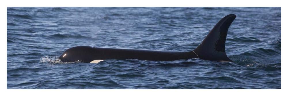 Orca surfacing showing dorsal fin in Queen Charlotte Sound, Canada-Paper Art-42x14”