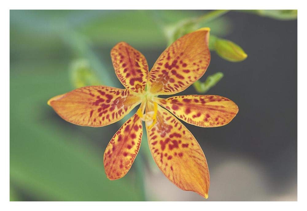 Blackberry Lily flower-Paper Art-32x22”