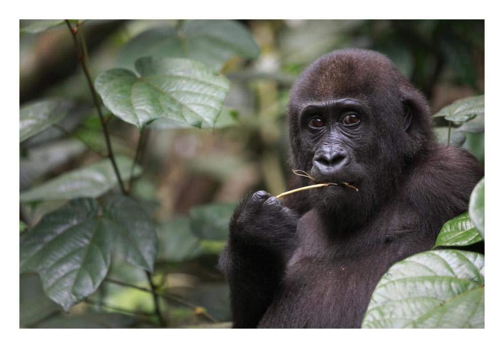 Gorilla Feeding-Paper Art-26x18”