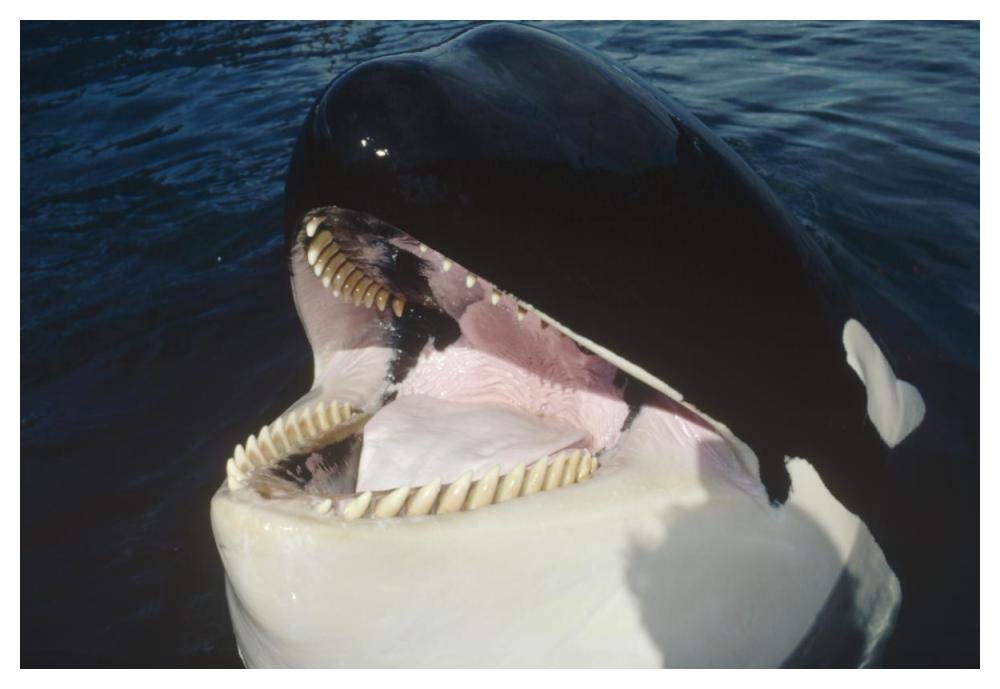Orca portrait, North America-Paper Art-50x34”