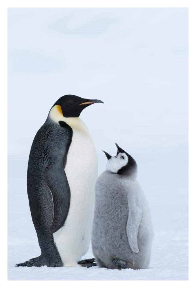 Emperor Penguin with chick begging for food, Prydz Bay, eastern Antarctica-Paper Art-14x20”