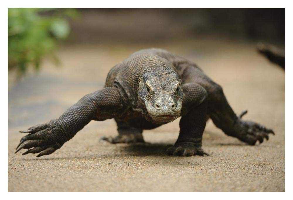Komodo Dragon walking, Nusa Tenggara, Indonesia-Paper Art-38x26”