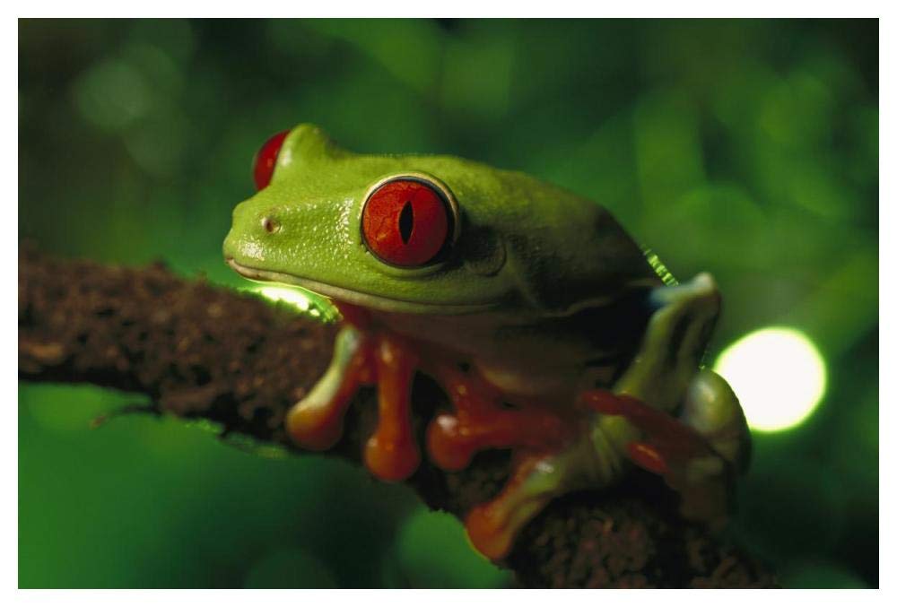 Red-eyed Tree Frog portrait sitting on a twig, native to tropical rainforests of Central America-Paper Art-50x34”