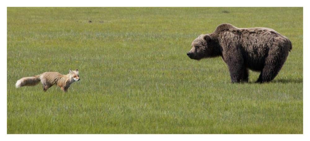 Red Fox and Grizzly Bear on sedge flats, Katmai National Park, Alaska-Paper Art-46x20.9”