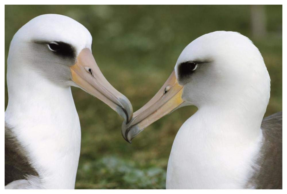 Laysan Albatross pair bonding, Midway Atoll, Hawaii-Paper Art-62x42”