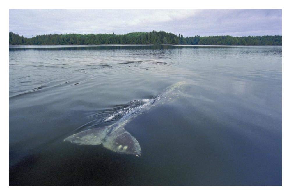 Gray Whale skims water surface water, Clayoquot Sound, Canada-Paper Art-32x22”