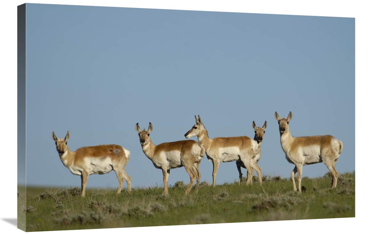 Pronghorn Antelope herd, Wyoming-Canvas Art-36x24”